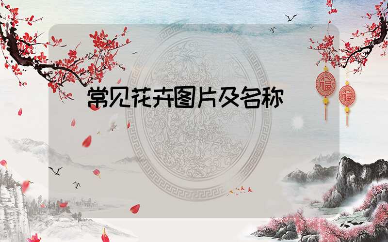  常见花卉图片及名称